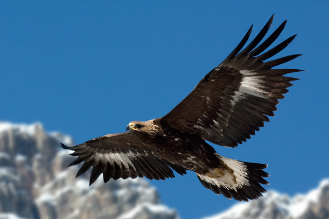 Aquila d1