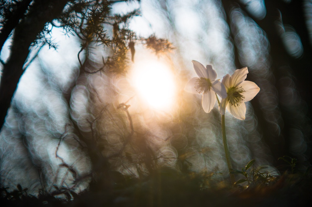 luce-piena-d-amore