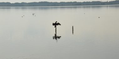 pienamente