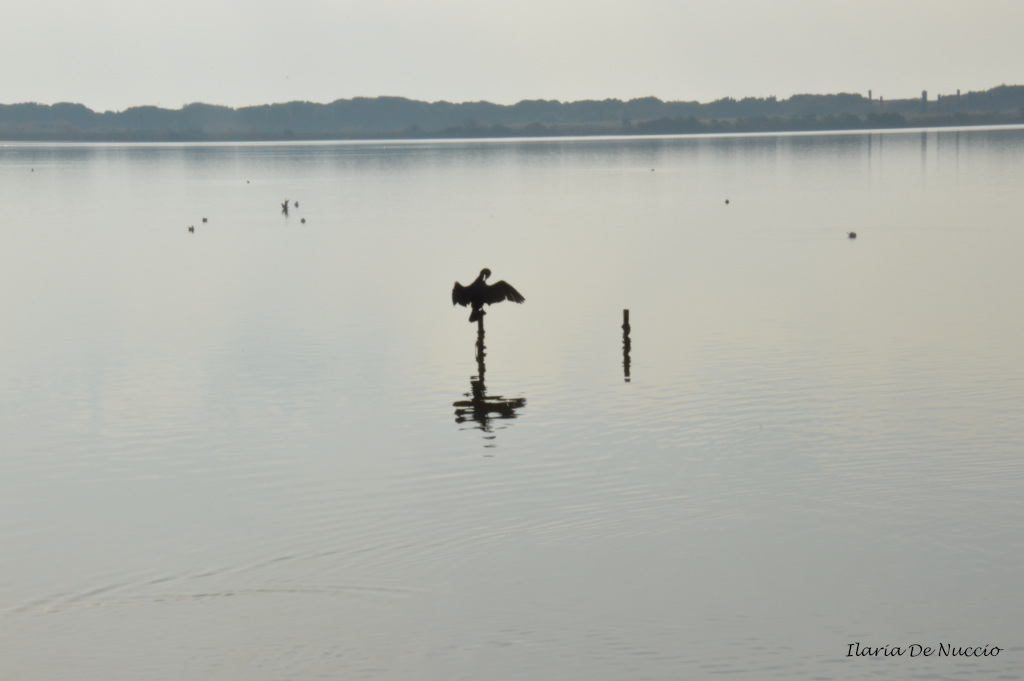 pienamente
