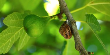 elogio-dell-incoerenza