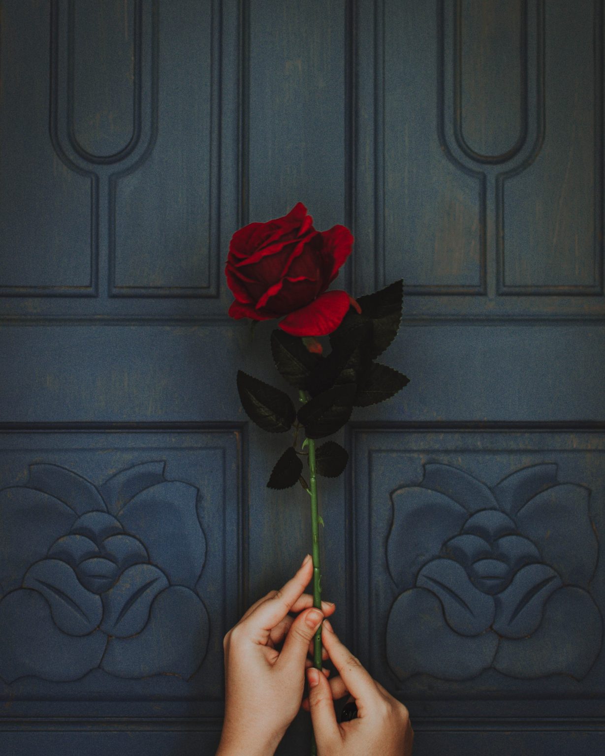rosa